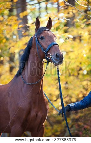 Portrait Of Graceful Thoroughbred Chestnut Horse On Sunny Yellow Autumn Leaves Background. Multicolo