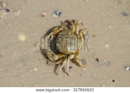 Sea Crab In The Sand Near The Water. Close-up