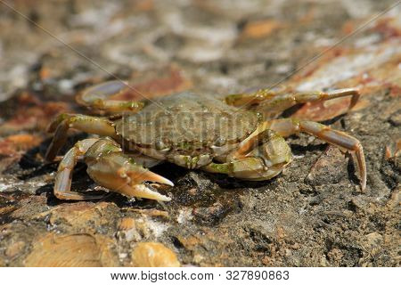 Sea Crab In The Sand Near The Water. Close-up