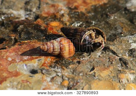 Sea Crab In The Sand Near The Water. Close-up