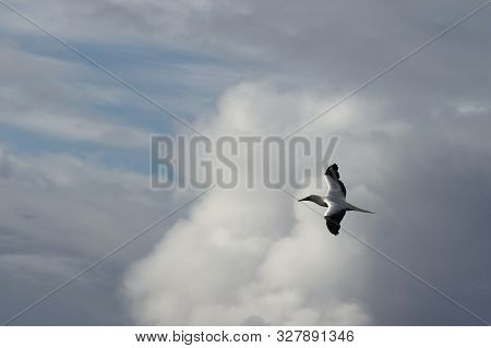 Red-footed Booby (sula Sula) Bird Flying On Cloudy Sky Background. Marine Bird In Natural Habitat. N