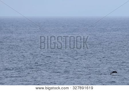 Dolphin Jumping In The Ocean. Pacific White-sided Dolphin Lagenorhynchus Obliquidens In Natural Habi