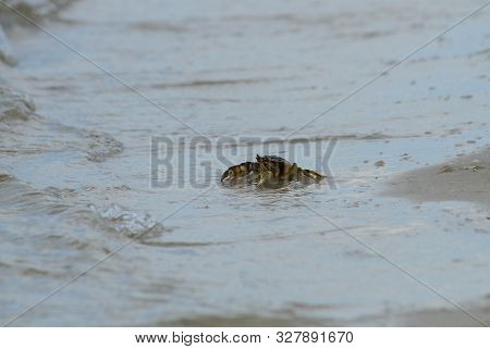 Sea Crab In The Sand Near The Water. Close-up