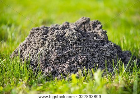 Molehills. Damaged Lawn It Is Result Of European Mole Activity. This Pest Is Also Known As Talpa Eur