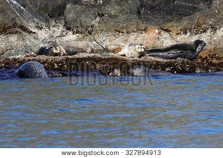 Spotted Seals Phoca Largha In Natural Habitat. Group Of Seals On The Rocky Coast. Wild Animals On Th