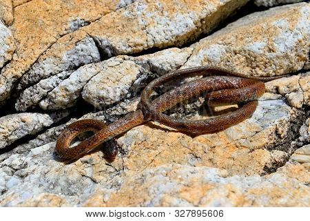 Venomous Snake Gloydius Ussuriensis On The Stone In Sunny Day Closeup. Nakhodka, Far East Russia.