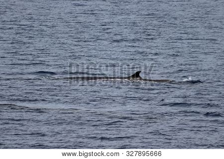 Minke Whale (balaenoptera Acutorostrata) In The Ocean. Whale In Natural Habitat. North Pacific Ocean