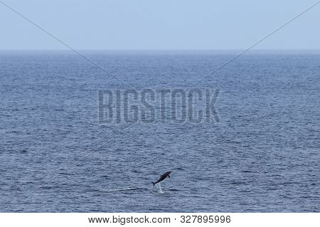 Dolphin Jumping In Natural Habitat. Pacific White-sided Dolphin Lagenorhynchus Obliquidens In The Oc