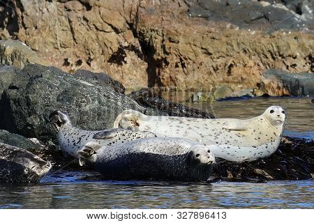 Spotted Seals (largha Seal, Phoca Largha) Laying On Coastal Rocks. Seal Sanctuary. Calm Blue Sea, Wi