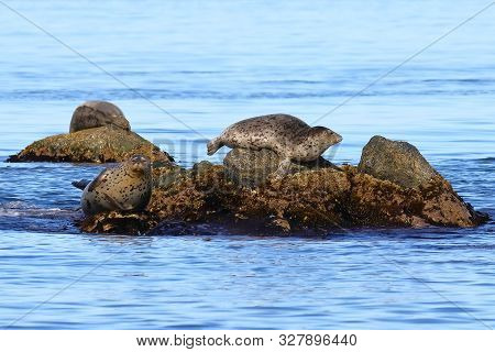 Seals (largha Seal, Phoca Largha) Laying On Rocky Island In Sea. Spotted Seal Sanctuary. Calm Blue S
