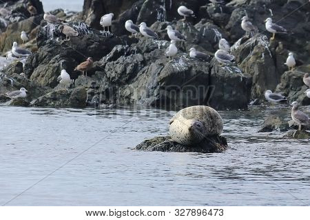 Seal (spotted Seal, Largha Seal, Phoca Largha) Laying On The Rock In Sea On Blurred Background Of Se