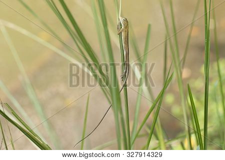 Portrait Of Oriental Garden Lizard, Eastern Garden Lizard Or Changeable Lizard On The Rock With Gree