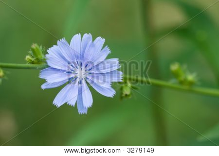 Chicory