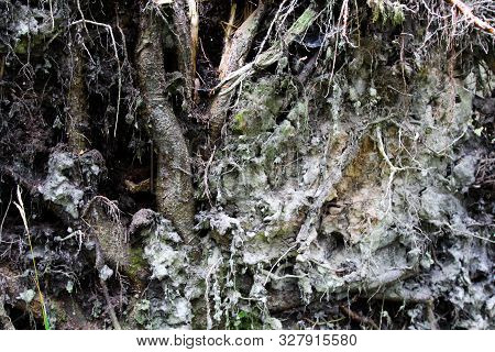 Close Up Of Tree Roots With Ground And Moss.