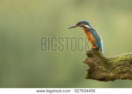 Common Kingfisher (alcedo Atthis) Sitting On A Branch Above A Pool In The Forest Of Overijssel (twen
