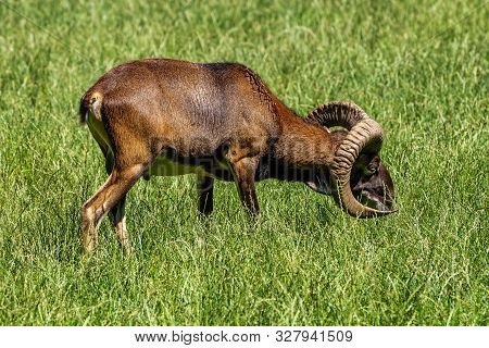 European Mouflon, Ovis Orientalis Musimon. Wildlife Animal.