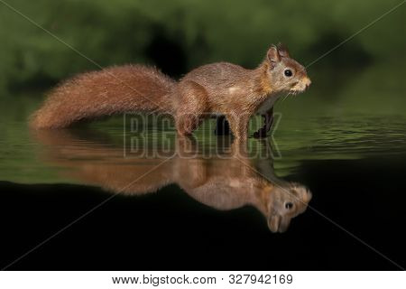 Eurasian Red Squirrel (sciurus Vulgaris) In A Pool Of Water In The Forest Of Drunen, Noord Brabant I