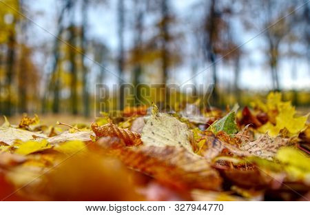Coloured Maple Leaves In The Fall. Well Convey The Mood Of Autumn Close Up Orange Leaves On Ground W