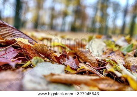 Coloured Maple Leaves In The Fall. Well Convey The Mood Of Autumn Close Up Orange Leaves On Ground W