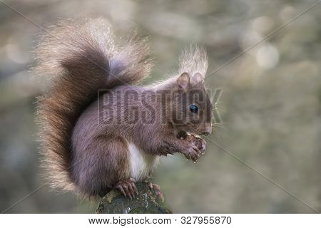 Eurasian Red Squirrel (sciurus Vulgaris) Eating A Hazelnut On A Branch. In The Forest Of Huizen, Noo
