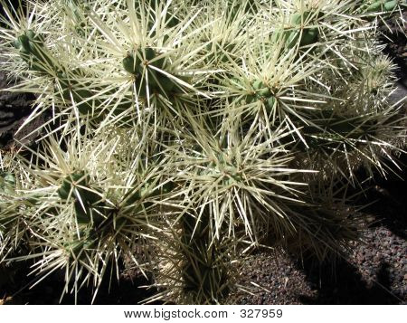 Opuntia