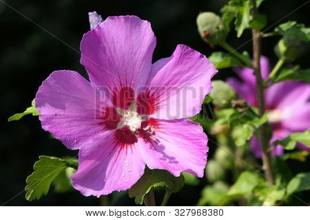 A Beautiful Pink Flower Surrounded By Green Branches