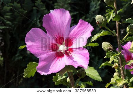 A Beautiful Pink Flower Surrounded By Green Branches