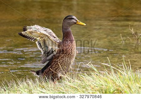 A Male Mallard Duck With Stunted Wings As He Moults His Primary Flight Feathers