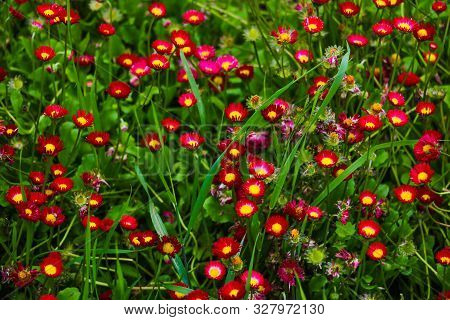 View Of Bright Perennial Flowers In The Meadow, Nature Background, Selective Focus.