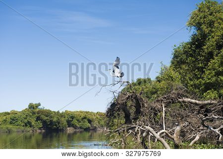 Maguari Stork (c. Maguari), Taking Off At Pantanal (brazilian Wetlands), In Aquidauana, Mato Grosso 