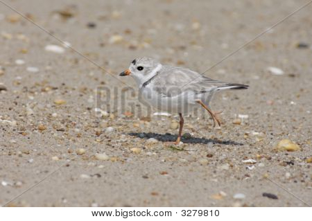 นกหัวโตกินท่อ (Charadrius Melodus)