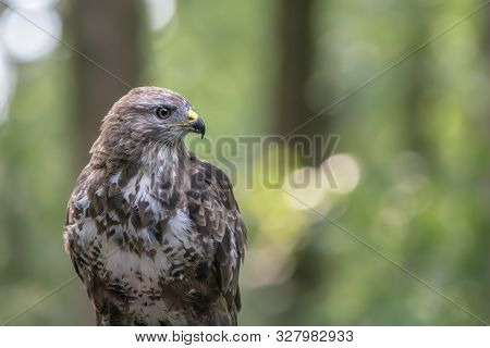 Common Buzzard (buteo Buteo) On A Branch In The Forest Of Noord Holland (huizen) In The Netherlands.
