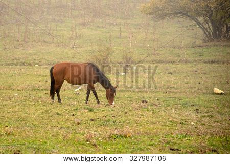 A Lone Horse Grazes On Fields In A Misty Haze.