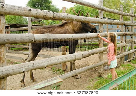 Komsomolsk-on-amur, Russia - September 2, 2019. Girl Looks At A Moose Behind A Fence Which Is Next T