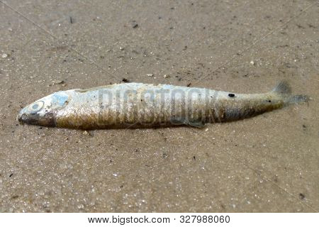 Dead Fish On A Sandy Beach, The Effects Of Global Warming