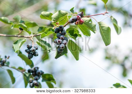 Branch Irga (amelanchier) With Ripe Blue Berries And Green Leaves. Close-up Against The Blue Sky