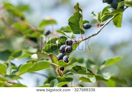 Branch Irga (amelanchier) With Ripe Blue Berries And Green Leaves. Close-up Against The Blue Sky
