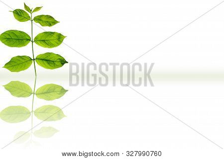 Rangoon Creeper Or Chinese Honeysuckle Or Madhu Malti Or Combretum Indicum Vine Plant's Leaves Isola