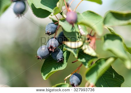 Branch Irga (amelanchier) With Ripe Blue Berries And Green Leaves. Close-up Against The Blue Sky