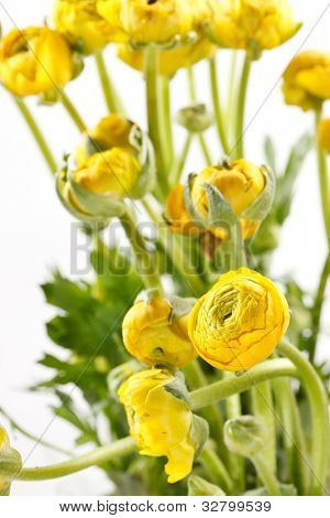 Ranunculus giallo
