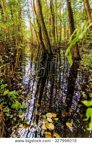 Swamp Forest With Crystal Clear Water Covering The Trunks Of Trees That Are Reflected In The Water, 