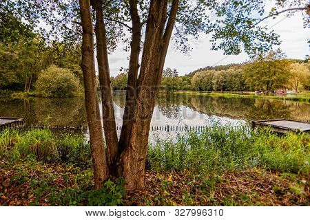 Trunk Of A Tree In Front Of A Lake With Reflection In The Water Surrounded By Vegetation And Trees, 