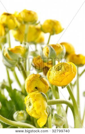 Ranunculus giallo