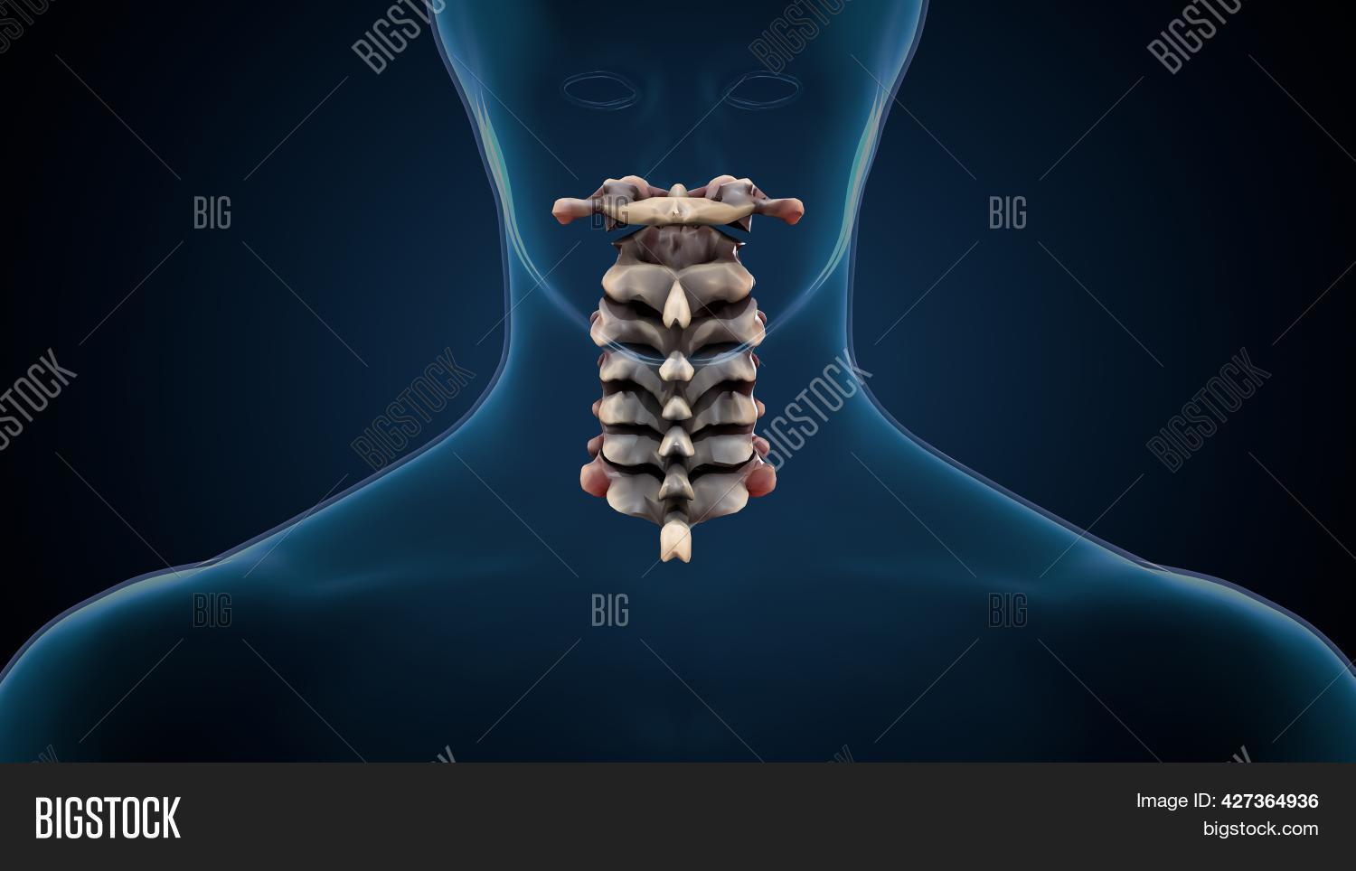 ภาพและภาพถ่าย (ทดลองใช้ฟรี) | Bigstock