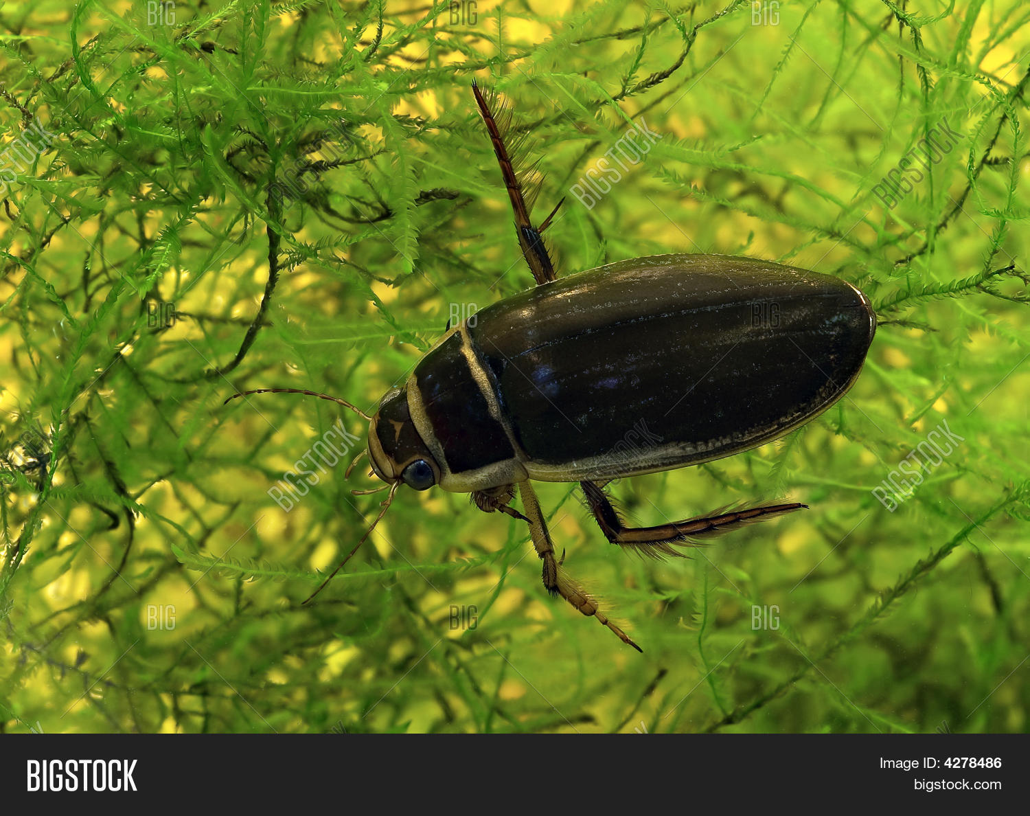 Личинка жука водолюба. Жук dytiscus marginalis. Жук пл 4 вунец. Жук плавунец астрахань. Жук пл 4 вунец.