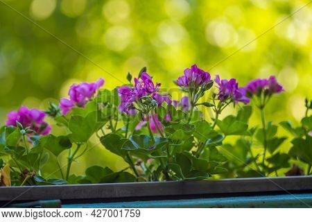 Colorful Nutmeg Flower In A Hanging Flower Box. The Background Is Beautiful Bokeh.