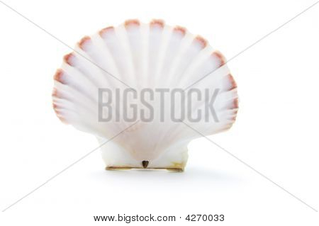 海贝壳