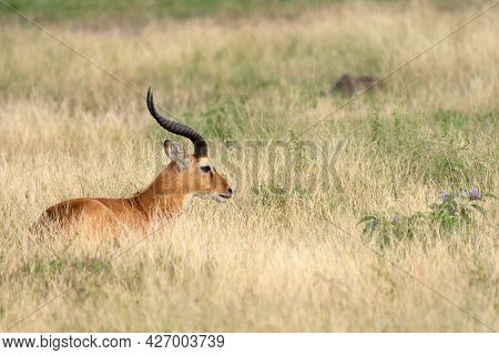 Uganda Kob (kobus Thomasi), Queen Elizabeth National Park, Uganda