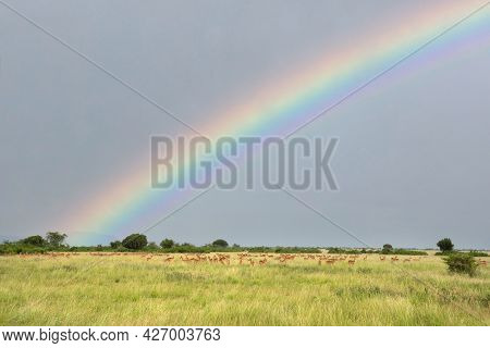 Landscape Of Queen Elizabeth National Park With Herd Of Uganda Kobs Against Sky, Uganda