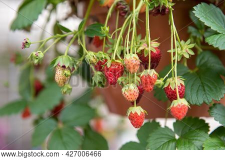 Strawberry Plants Growing In A Terracotta Pot